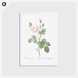アートポストカード-White Moss Rose - ピエール ジョゼフ ルドゥーテ Postcard.