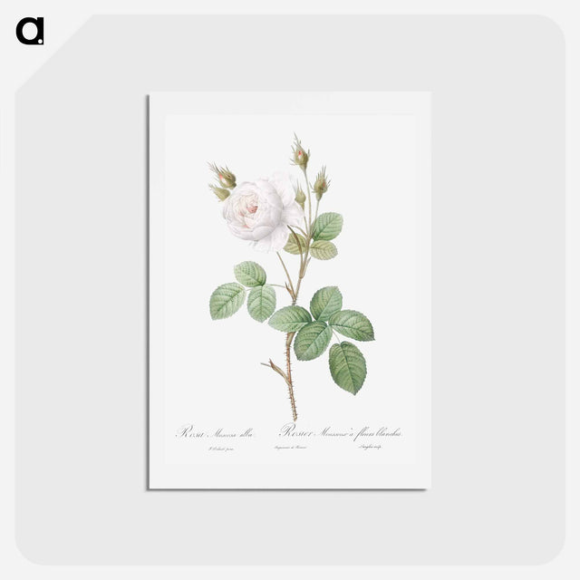 アートポストカード-White Moss Rose - ピエール ジョゼフ ルドゥーテ Postcard.