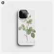 3-4_Pierre-Joseph-Redoute_phone