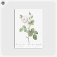 3-4_Pierre-Joseph-Redoute_postcard
