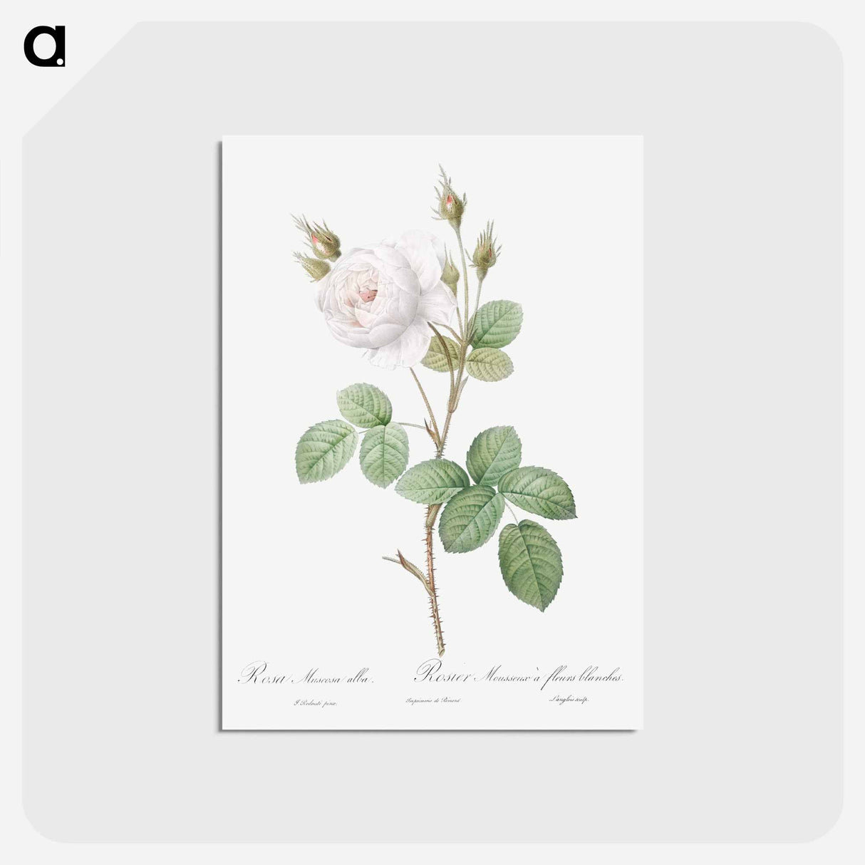 アートポストカード-White Moss Rose - ピエール ジョゼフ ルドゥーテ Postcard.