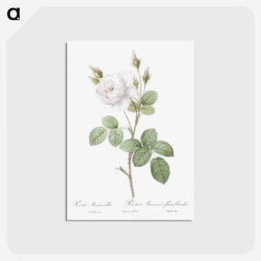 3-4_Pierre-Joseph-Redoute_postcard