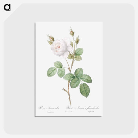 アートポストカード-White Moss Rose - ピエール ジョゼフ ルドゥーテ Postcard.