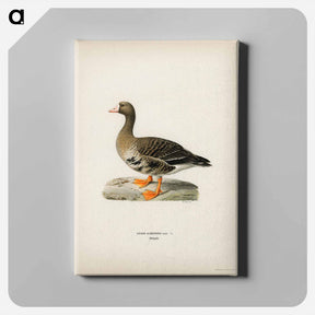 アートパネル-Greater White-fronted Goose
 - スヴェンスカ フォグラル Canvas.