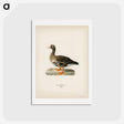 アートポストカード-Greater White-fronted Goose
 - スヴェンスカ フォグラル Postcard.