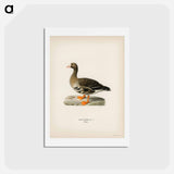 アートポストカード-Greater White-fronted Goose
 - スヴェンスカ フォグラル Postcard.