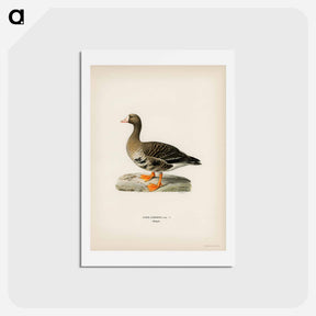 アートポストカード-Greater White-fronted Goose
 - スヴェンスカ フォグラル Postcard.