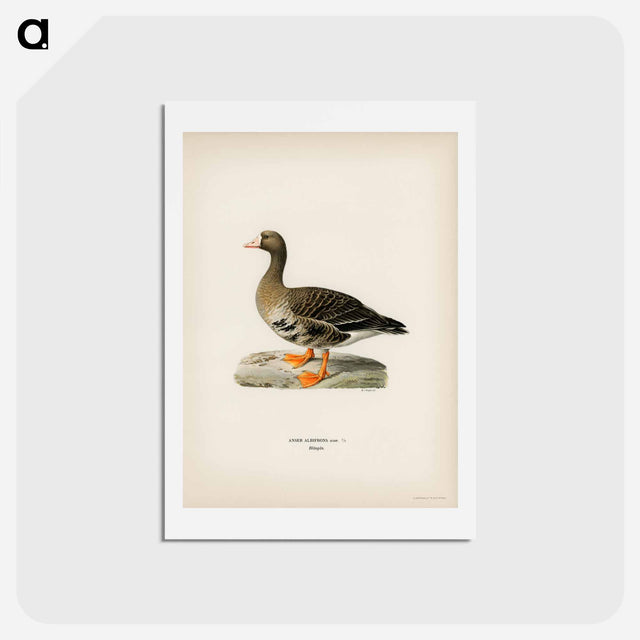 アートポストカード-Greater White-fronted Goose
 - スヴェンスカ フォグラル Postcard.