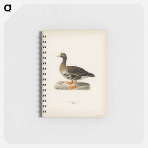 アートメモ帳-Greater White-fronted Goose
 - スヴェンスカ フォグラル Memo.