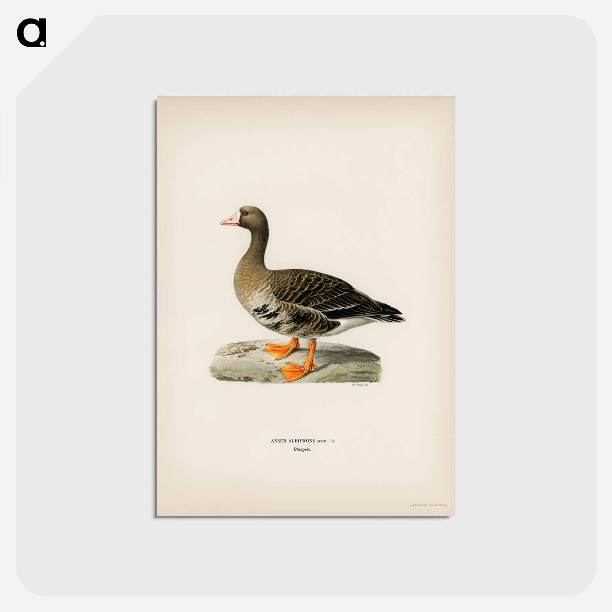 アートポストカード-Greater White-fronted Goose
 - スヴェンスカ フォグラル Postcard.