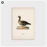 アートポストカード-Greater White-fronted Goose
 - スヴェンスカ フォグラル Postcard.