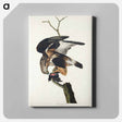 アートパネル-Rough-legged Falcon from Birds of America
 - アメリカの鳥たち Canvas.