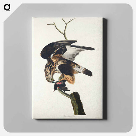 アートパネル-Rough-legged Falcon from Birds of America
 - アメリカの鳥たち Canvas.