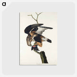 アートポストカード-Rough-legged Falcon from Birds of America
 - アメリカの鳥たち Postcard.