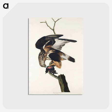 アートポストカード-Rough-legged Falcon from Birds of America
 - アメリカの鳥たち Postcard.
