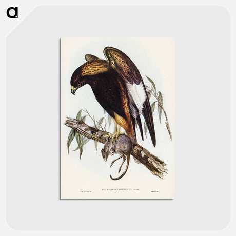 アートポストカード-Black-Breasted Buzzard
 - オーストラリアの鳥 Postcard.
