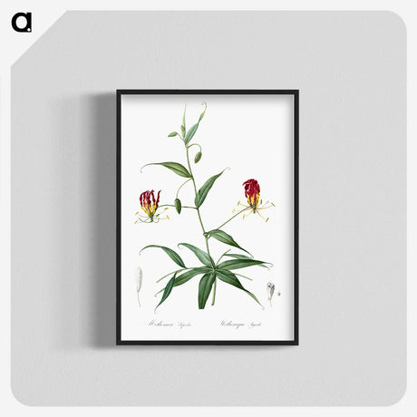 3-4_The-Lilies_blk-crop