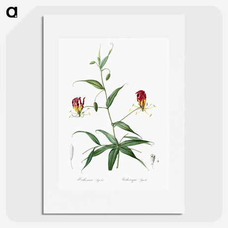 3-4_The-Lilies_picture