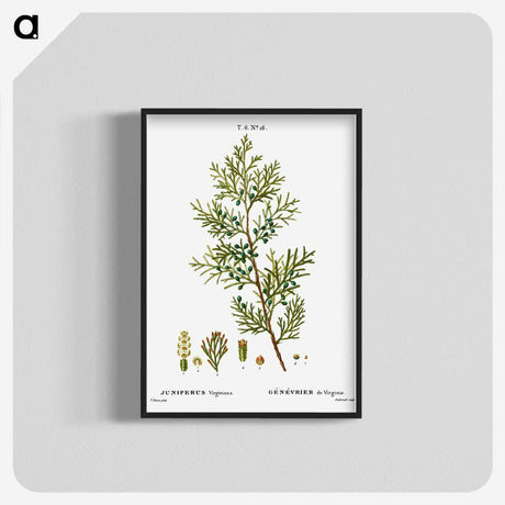 3-4_Treatise-on-Trees-and-Shrubs_blk-crop