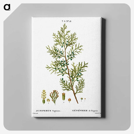 3-4_Treatise-on-Trees-and-Shrubs_canvas