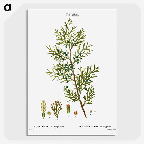 3-4_Treatise-on-Trees-and-Shrubs_picture-crop
