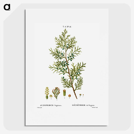 3-4_Treatise-on-Trees-and-Shrubs_picture