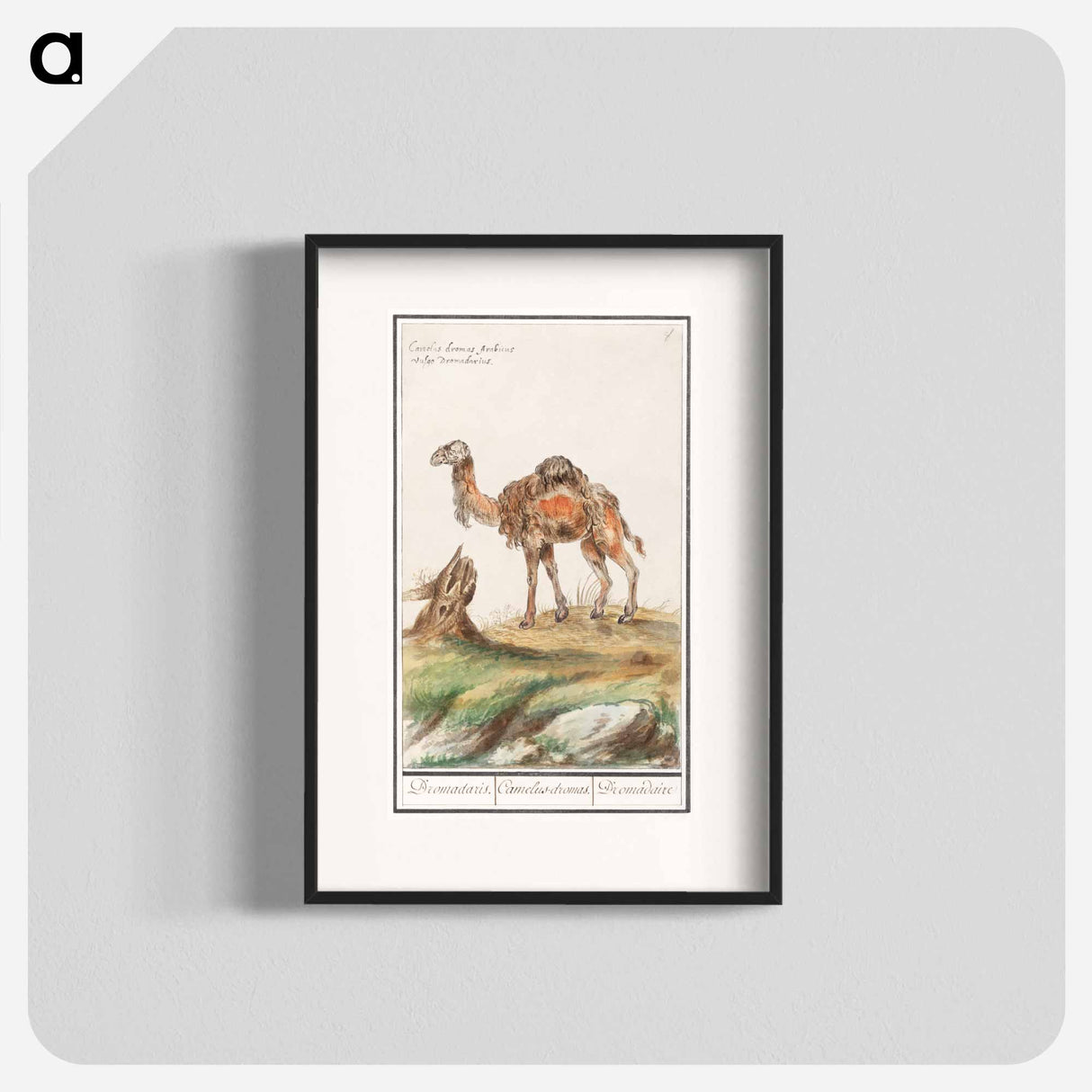 Dromedary - アンセルムス ボエティウス デ ブート Poster.