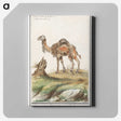 3-50_Anselmus-Boetius-de-Boodt_canvas