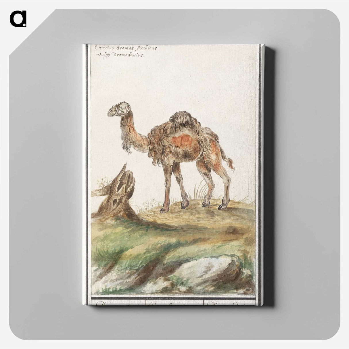 3-50_Anselmus-Boetius-de-Boodt_canvas