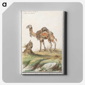 3-50_Anselmus-Boetius-de-Boodt_canvas