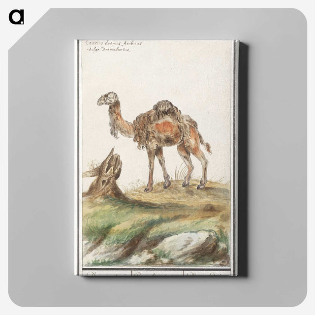 3-50_Anselmus-Boetius-de-Boodt_canvas