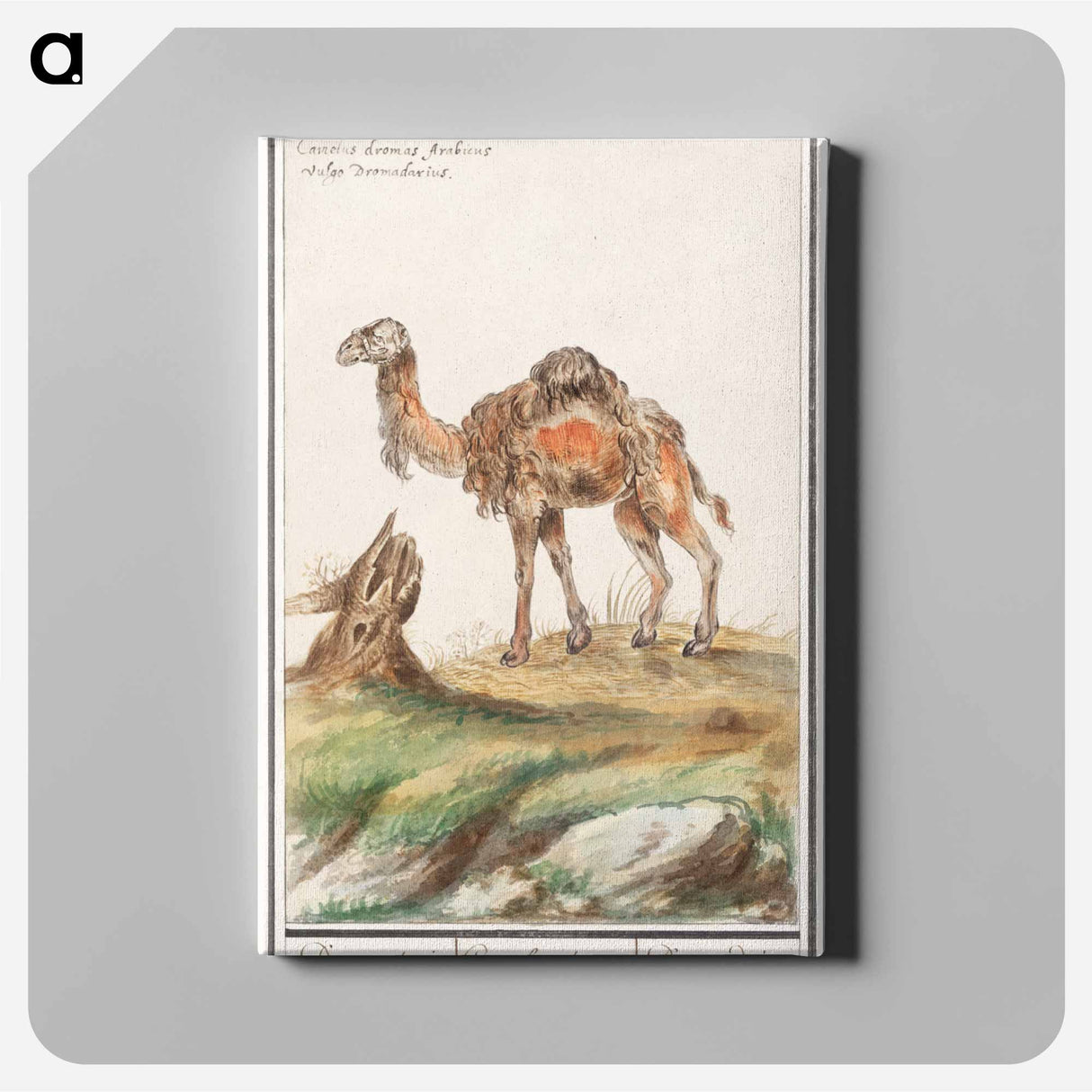 Dromedary - アンセルムス ボエティウス デ ブート Canvas.