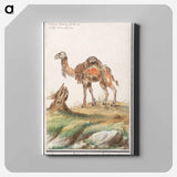 Dromedary - アンセルムス ボエティウス デ ブート Canvas.