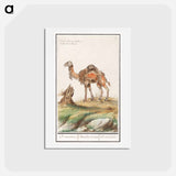 アートポストカード-Dromedary - アンセルムス ボエティウス デ ブート Postcard.