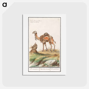 アートポストカード-Dromedary - アンセルムス ボエティウス デ ブート Postcard.