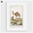 3-50_Anselmus-Boetius-de-Boodt_picture