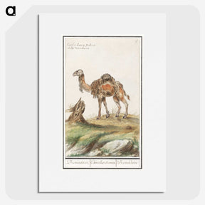 3-50_Anselmus-Boetius-de-Boodt_picture