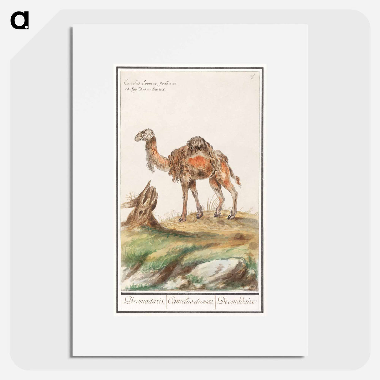 Dromedary - アンセルムス ボエティウス デ ブート Poster.