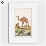 Dromedary - アンセルムス ボエティウス デ ブート Poster.