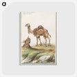 3-50_Anselmus-Boetius-de-Boodt_postcard