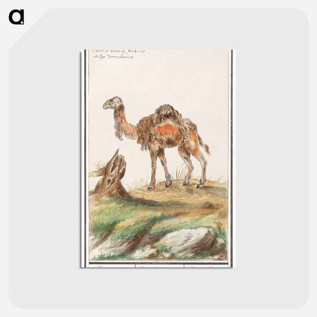 アートポストカード-Dromedary - アンセルムス ボエティウス デ ブート Postcard.