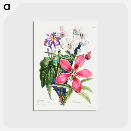 アートポストカード-Cours d'Histoire Naturelle
 - クリーブランド美術館 Postcard.