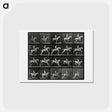 アートポストカード-Jumping Horse
 - エドワード マイブリッジ Postcard.