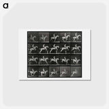 アートポストカード-Jumping Horse
 - エドワード マイブリッジ Postcard.