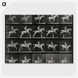 3-50_Eadweard-Muybridge_picture-crop