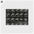 3-50_Eadweard-Muybridge_postcard