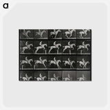 アートポストカード-Jumping Horse
 - エドワード マイブリッジ Postcard.
