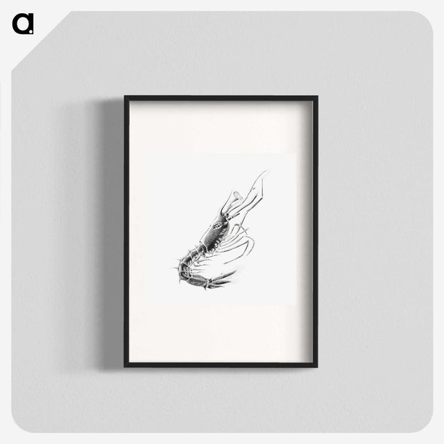 3-50_Ernst-Haeckel_blk
