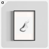 Vintage prawn marine life illustration - エルンスト ヘッケル Poster.
