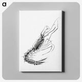 3-50_Ernst-Haeckel_canvas